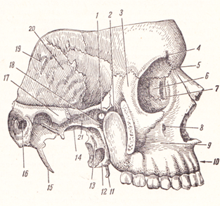 Задняя ямка черепа